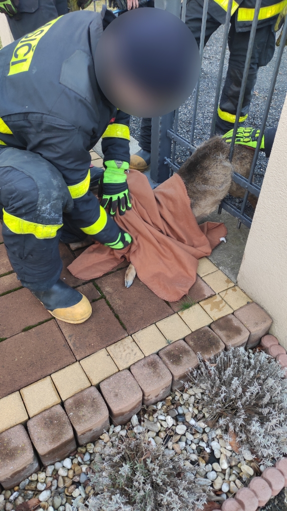 Záchrana srny 01/2022_5