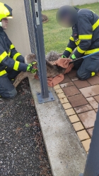 Záchrana srny 01/2022_3