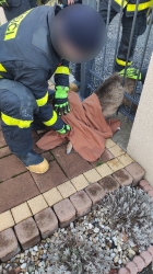 Záchrana srny 01/2022_5